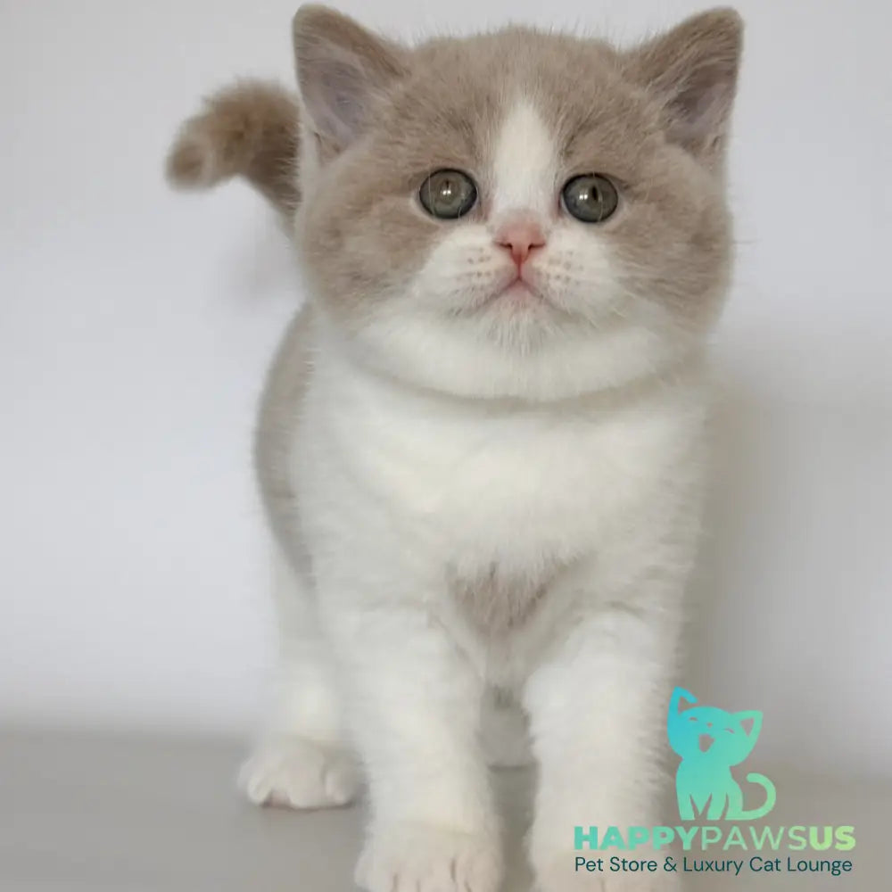 Hana British Shorthair female fawn bicolour - live animals