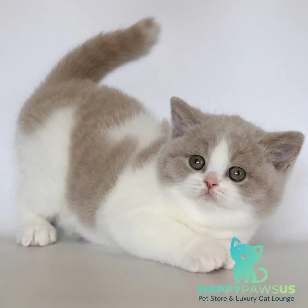 Hana British Shorthair female fawn bicolour - live animals