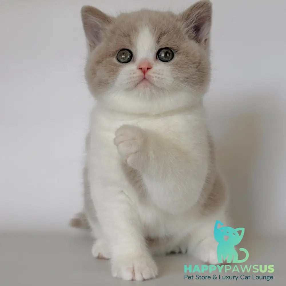 Hana British Shorthair female fawn bicolour - live animals