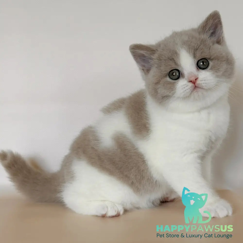 Hana British Shorthair female fawn bicolour - live animals