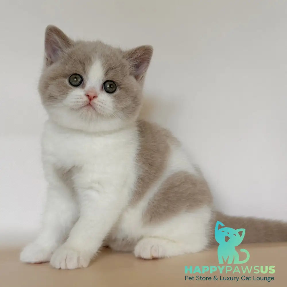 Hana British Shorthair female fawn bicolour - live animals