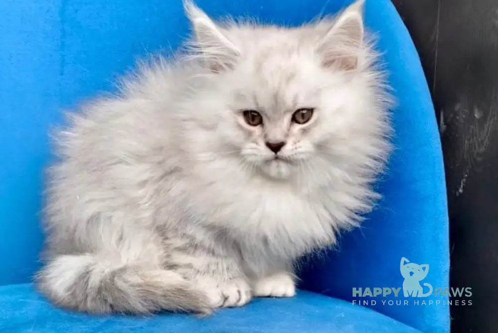 Handsome Maine Coon male black silver shaded live animals