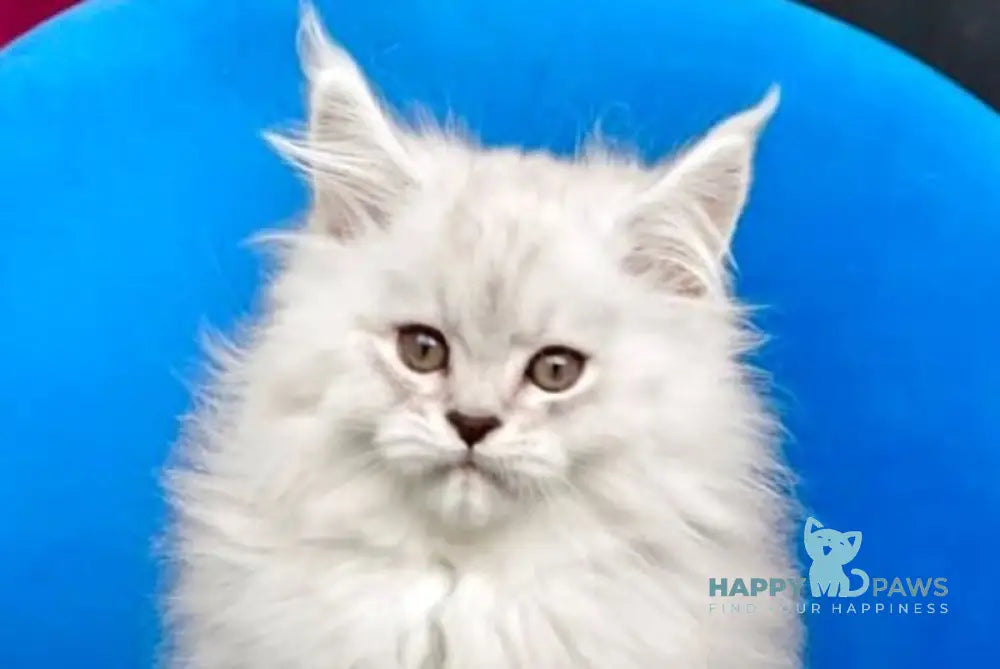 Handsome Maine Coon male black silver shaded live animals