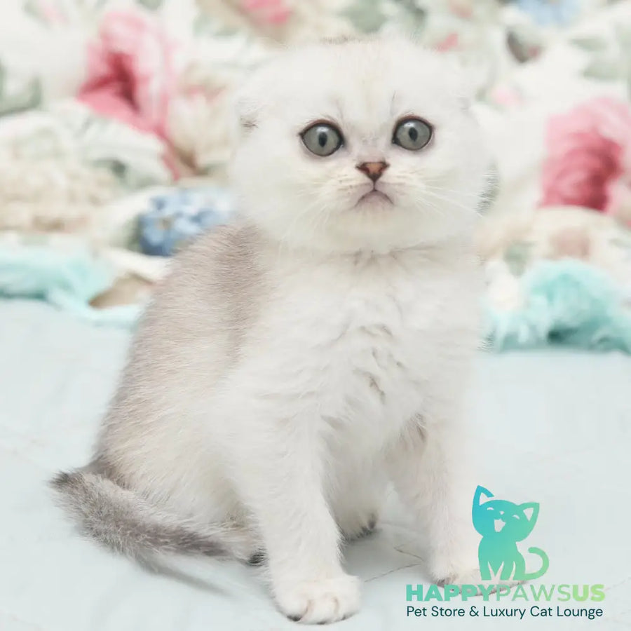 Haney Scottish Fold female black silver shaded - live animals