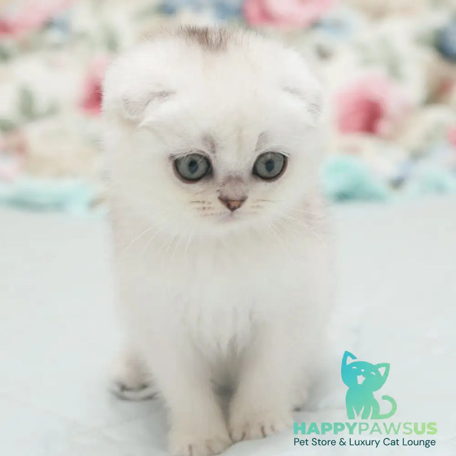 Haney Scottish Fold female black silver shaded - live animals