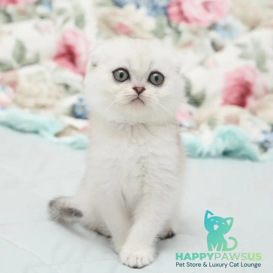 Haney Scottish Fold female black silver shaded - live animals
