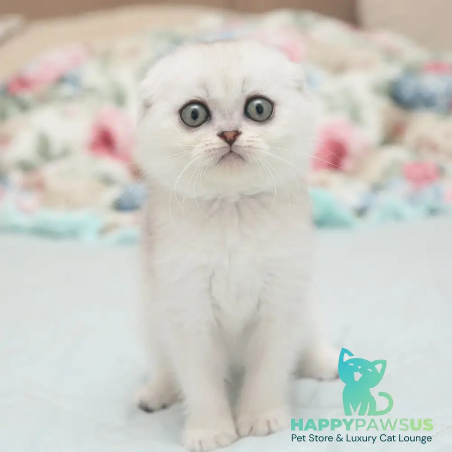 Haney Scottish Fold female black silver shaded - live animals