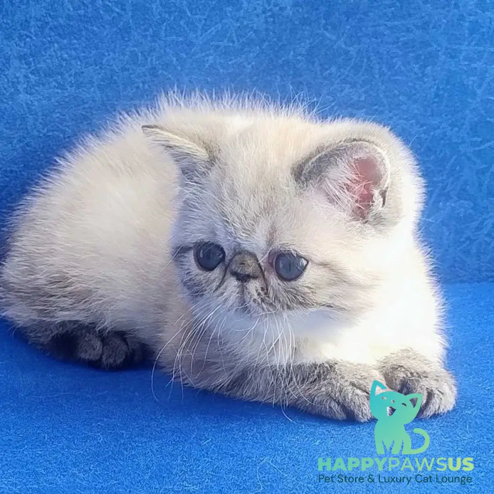 Hani Exotic female black pointed - live animals
