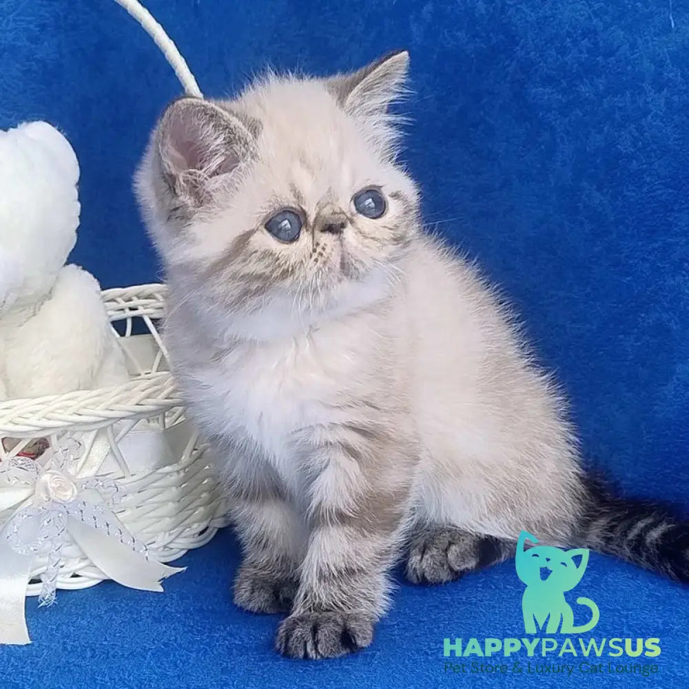 Hani Exotic female black pointed - live animals