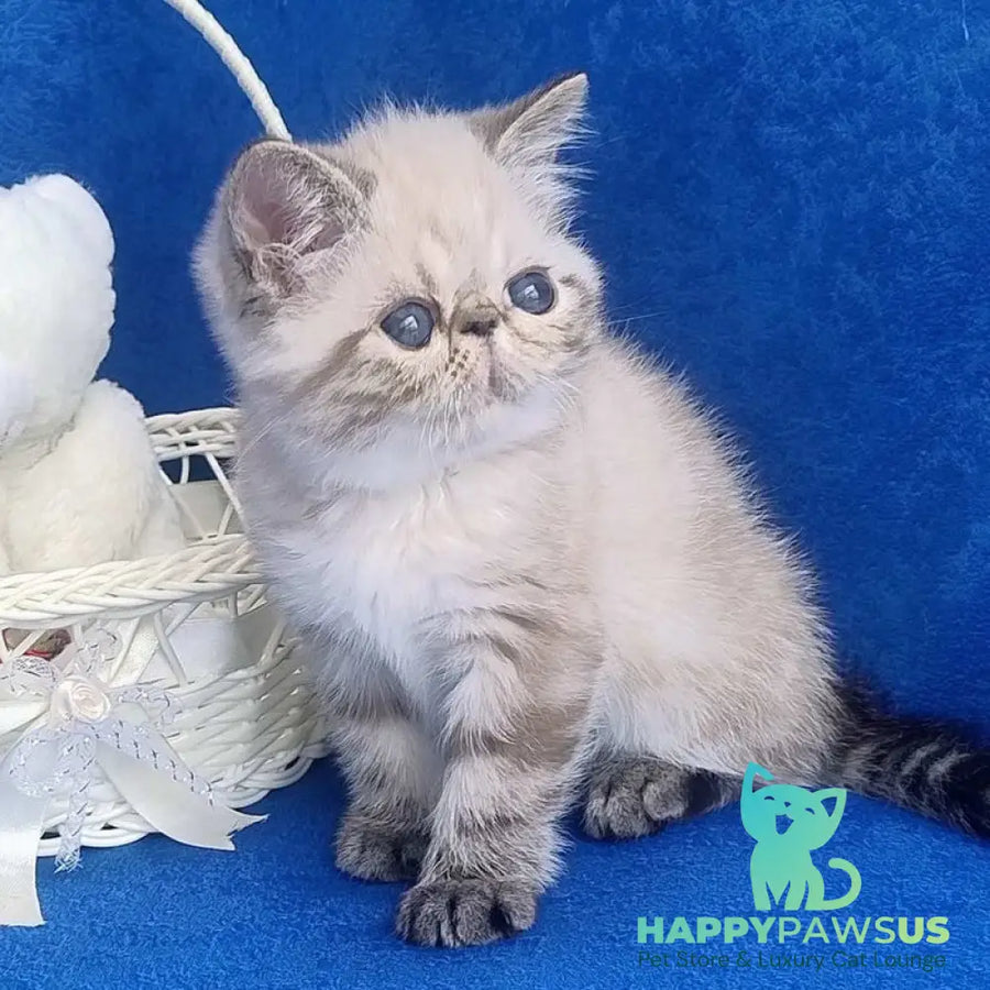Hani Exotic female black pointed - live animals