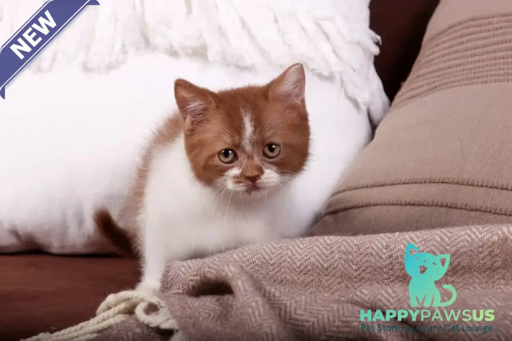 Hank British Shorthair male cinnamon bicolour - live animals