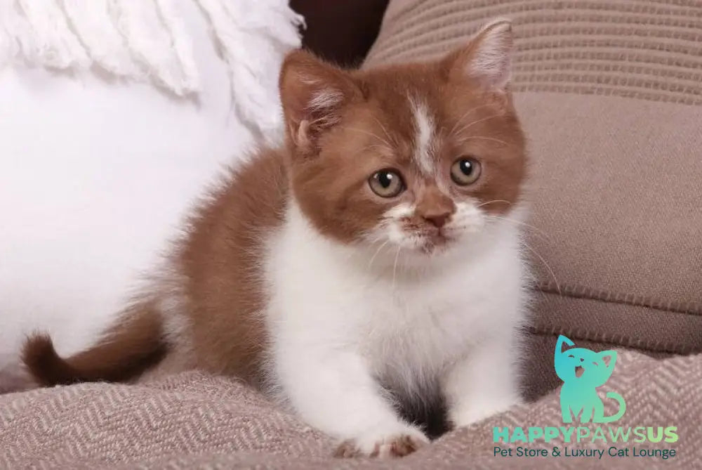 Hank British Shorthair male cinnamon bicolour - live animals