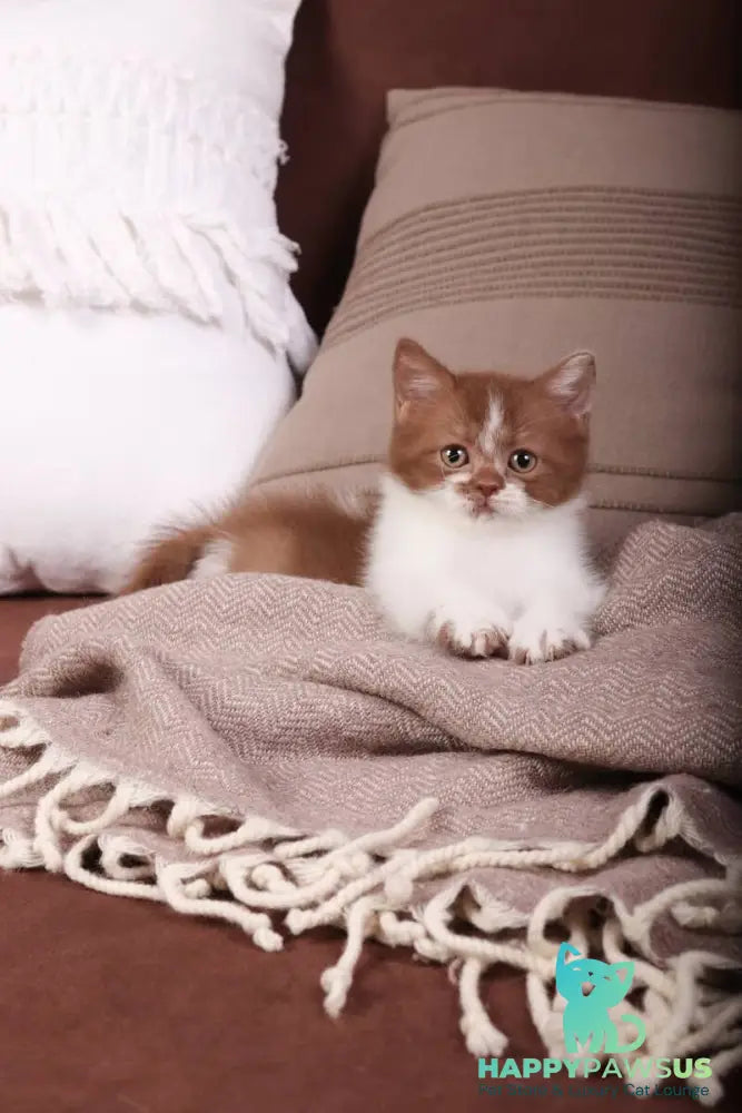 Hank British Shorthair male cinnamon bicolour - live animals