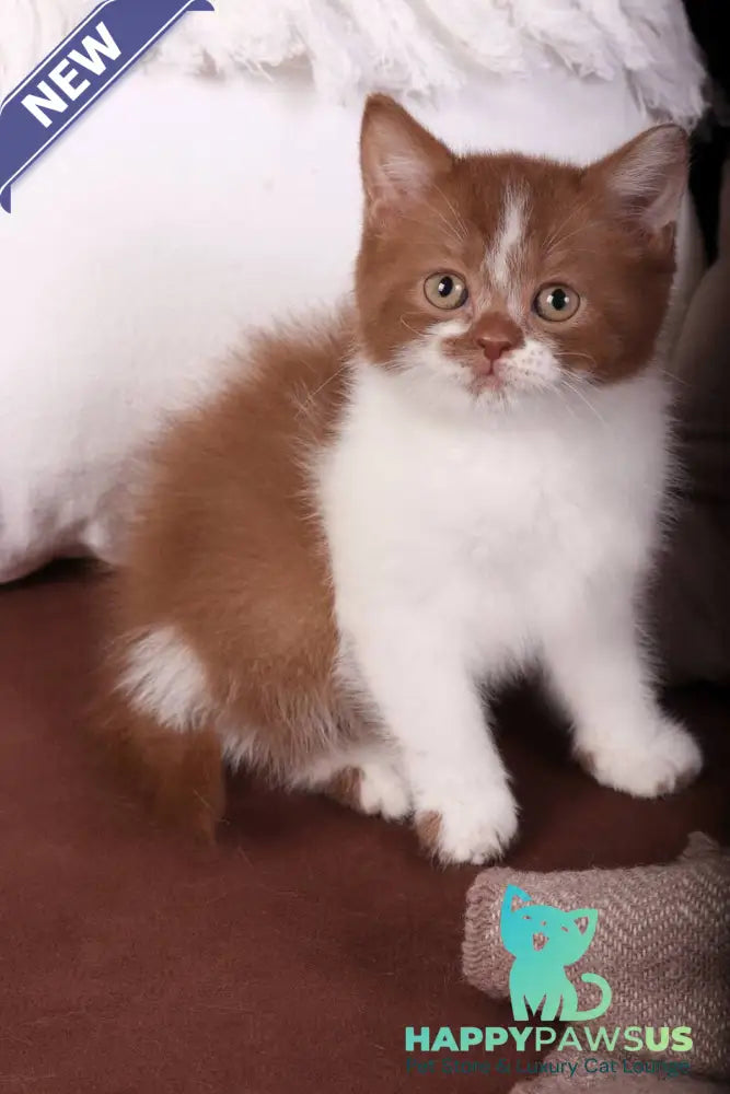 Hank British Shorthair male cinnamon bicolour - live animals
