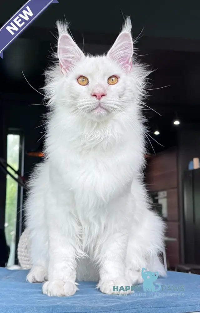 Hank Maine Coon male red silver chinchilla - live animals