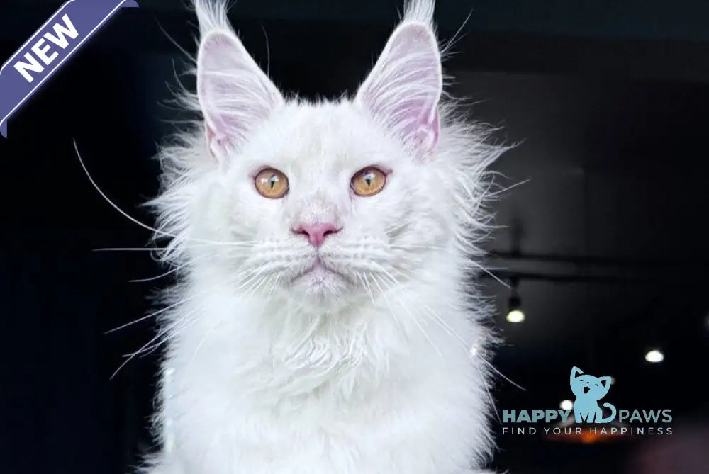 Hank Maine Coon male red silver chinchilla - live animals