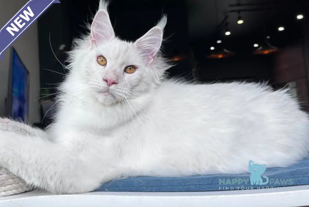 Hank Maine Coon male red silver chinchilla - live animals
