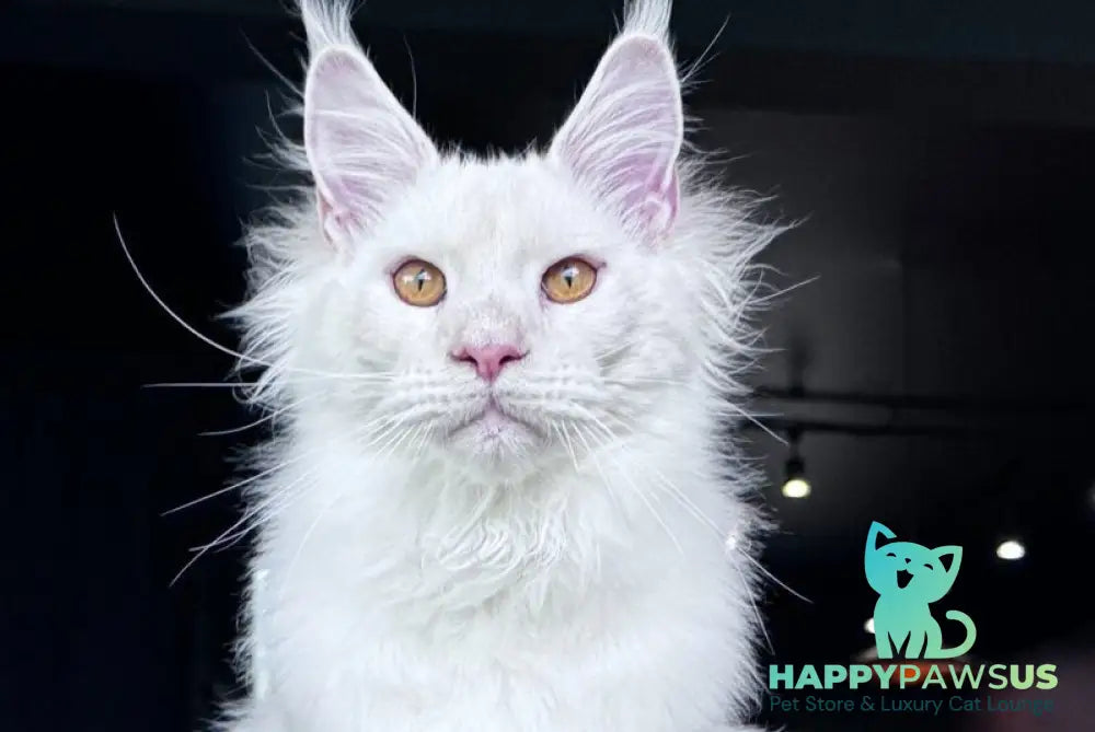 Hank Maine Coon male red silver chinchilla - live animals