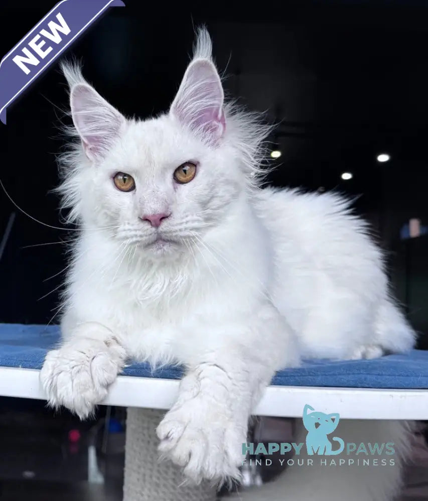 Hank Maine Coon male red silver chinchilla - live animals