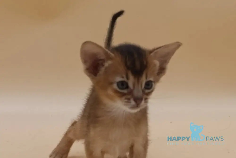 Hanna Abyssinian female black live animals