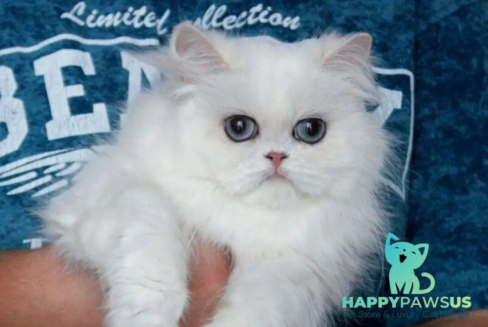 Hanna British Longhair female black silver shaded pointed live animals