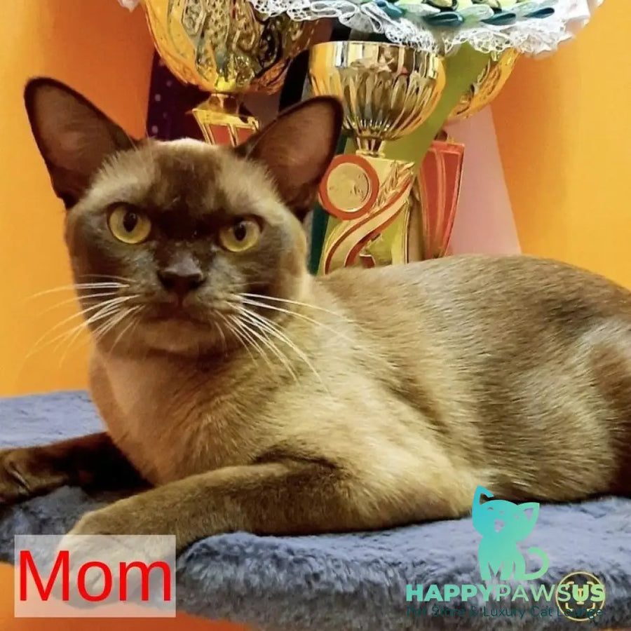 Hanna Burmese female black - live animals