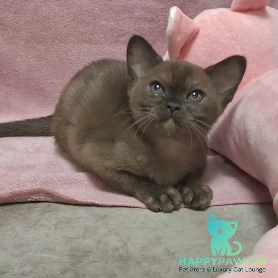 Hanna Burmese female black - live animals