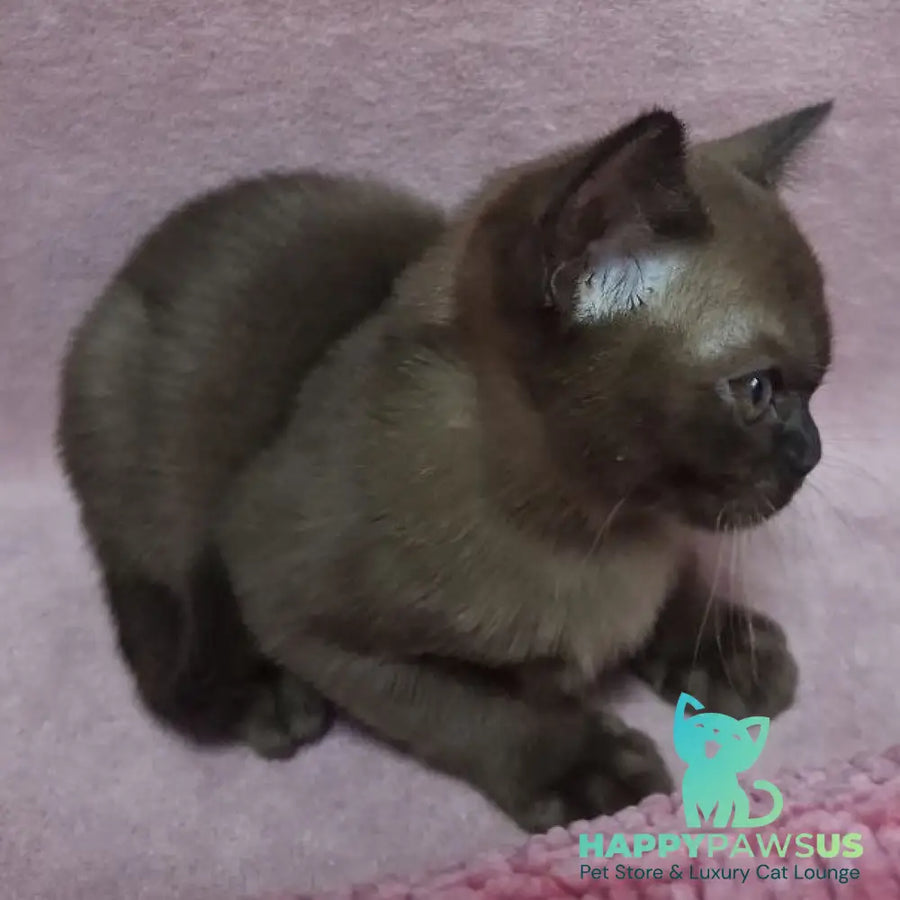 Hanna Burmese female black - live animals