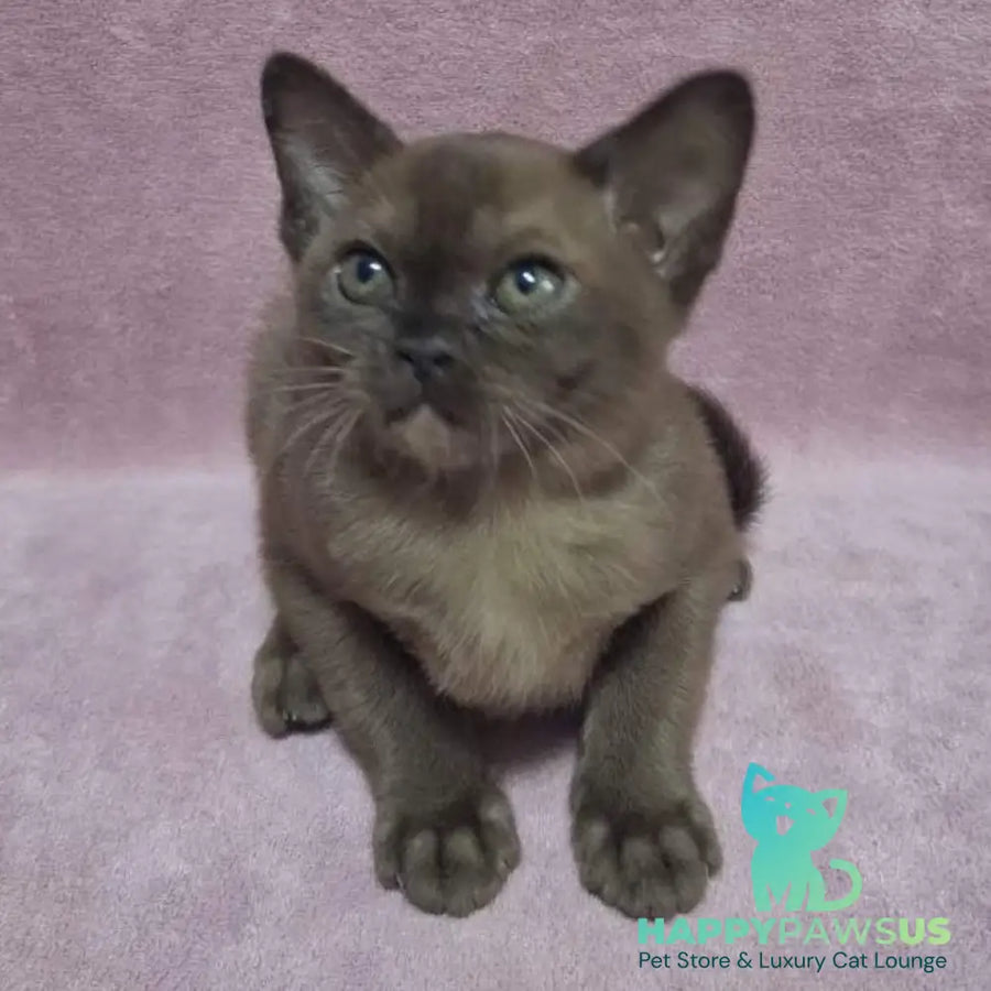 Hanna Burmese female black - live animals