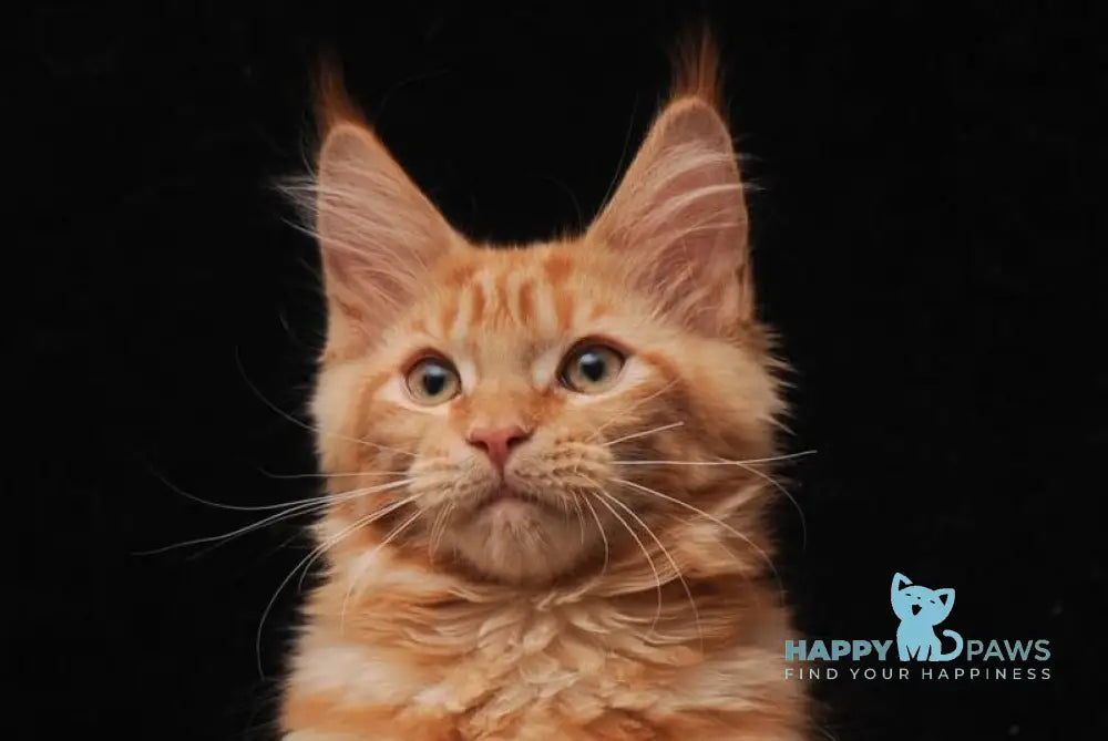 Hannah Maine Coon female red live animals