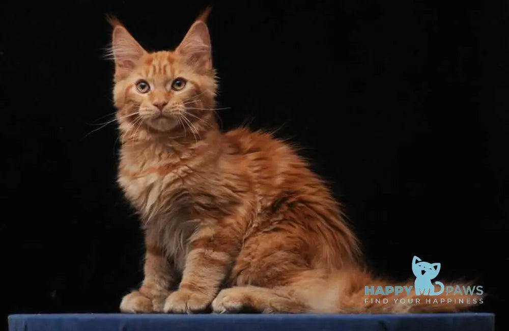 Hannah Maine Coon female red live animals