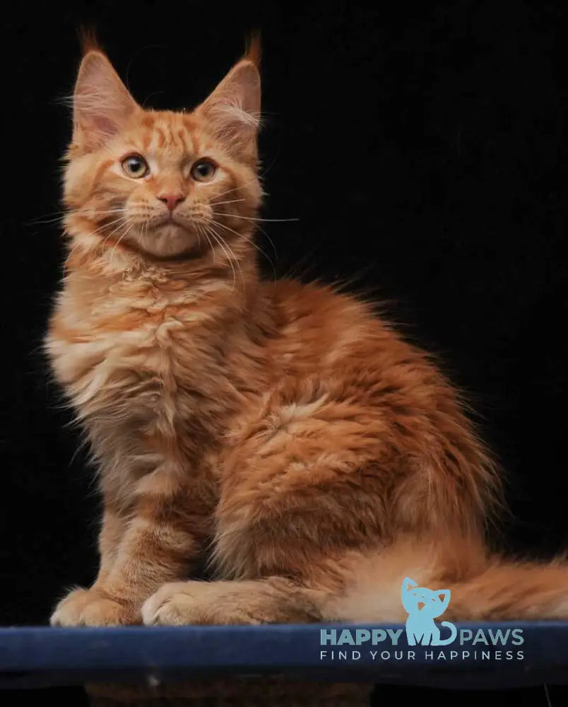 Hannah Maine Coon female red live animals