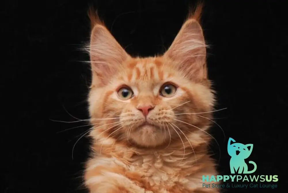 Hannah Maine Coon female red live animals