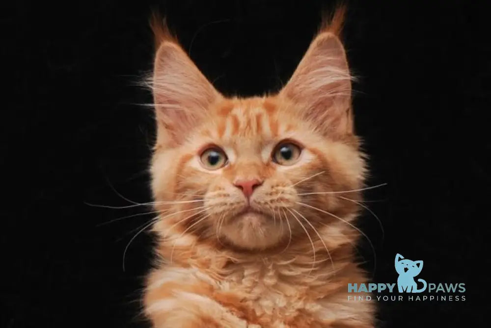 Hannah Maine Coon female red live animals