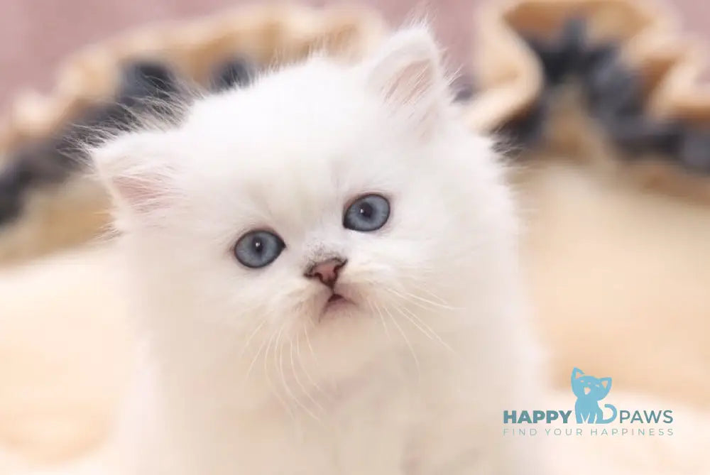 Hayley Scottish Straight female black silver shaded pointed live animals