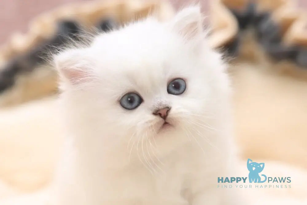 Hayley Scottish Straight female black silver shaded pointed live animals