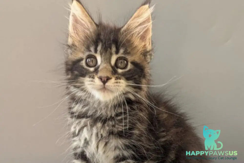 Hanny Maine Coon female black tabby - live animals