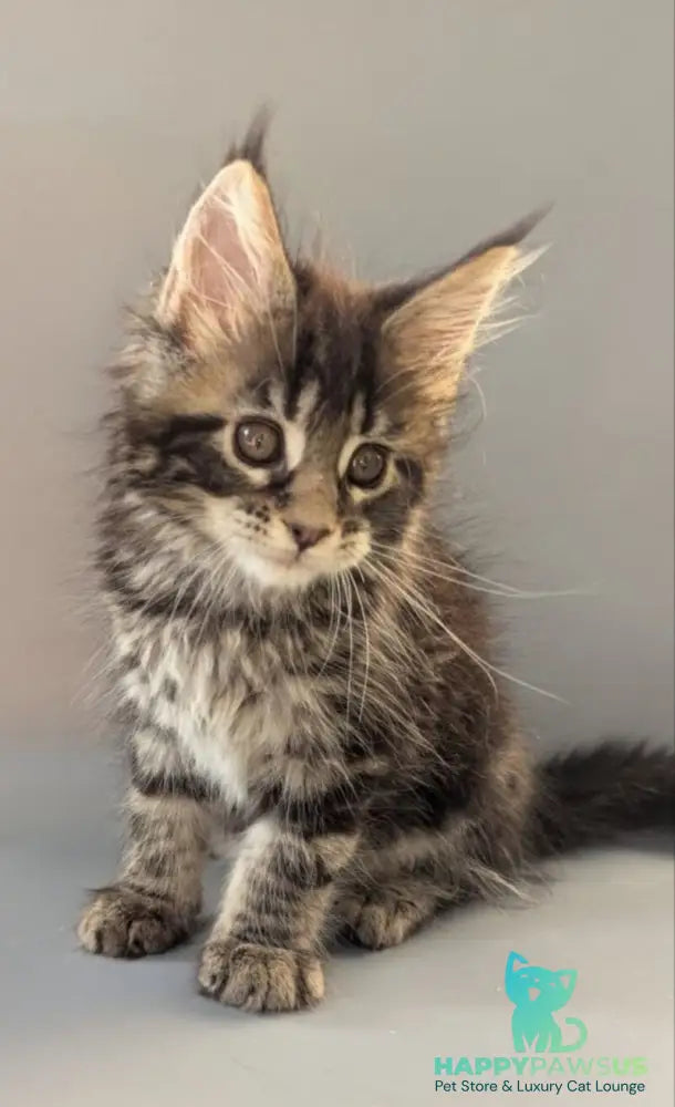 Hanny Maine Coon female black tabby - live animals