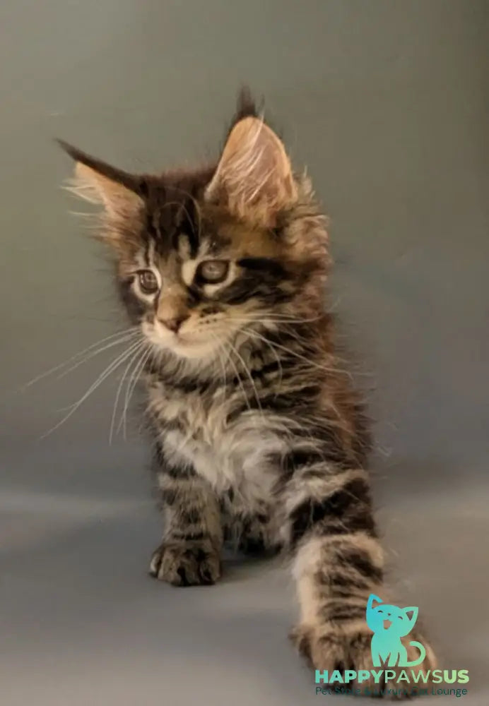 Hanny Maine Coon female black tabby - live animals