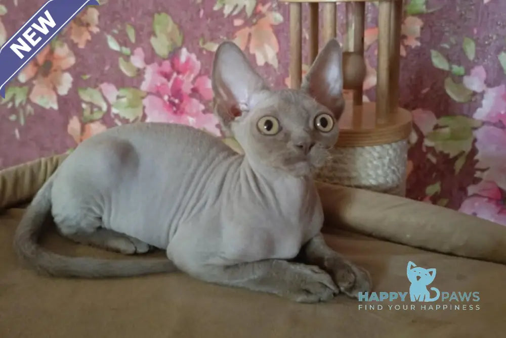 Hans Devon Rex male lilac live animals