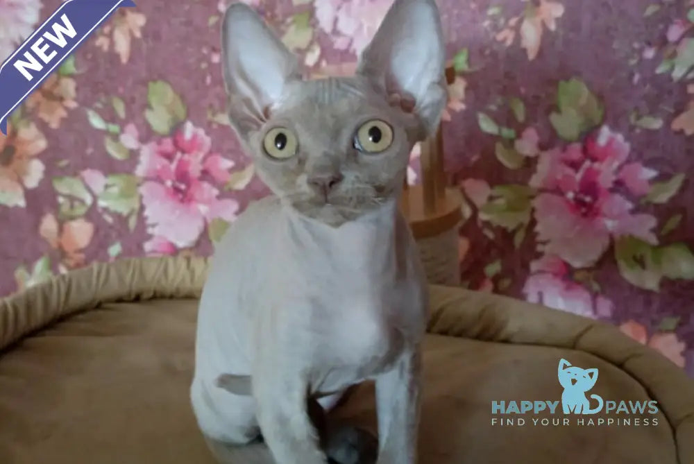 Hans Devon Rex male lilac live animals