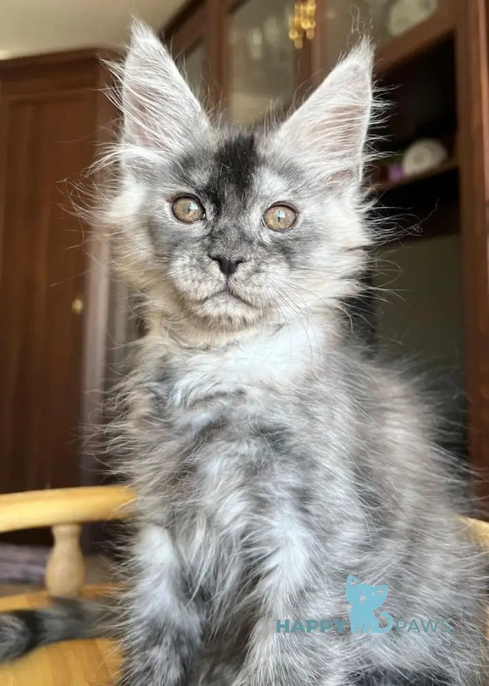 Hans Maine Coon male black smoke live animals
