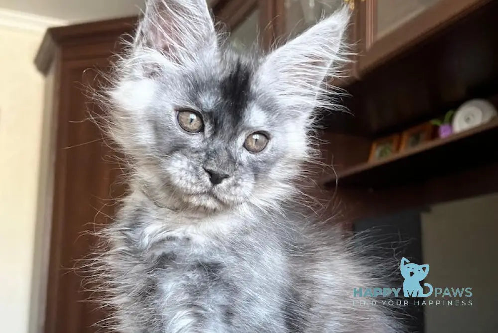 Hans Maine Coon male black smoke live animals
