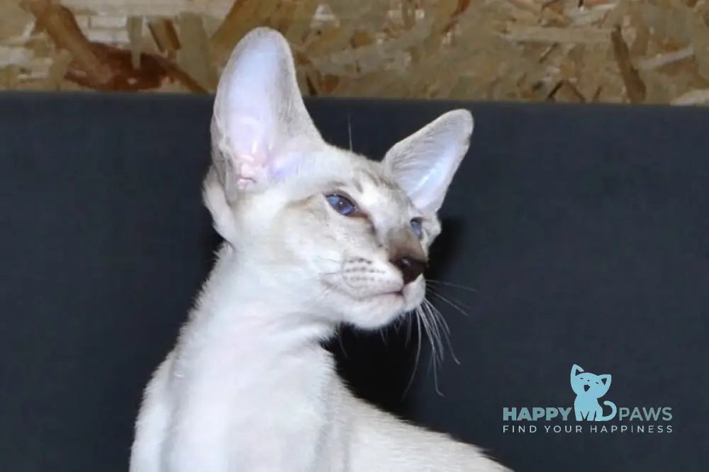 Hanter Siamese male black tabby live animals