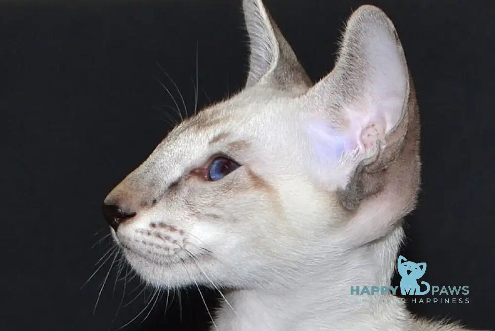 Hanter Siamese male black tabby live animals