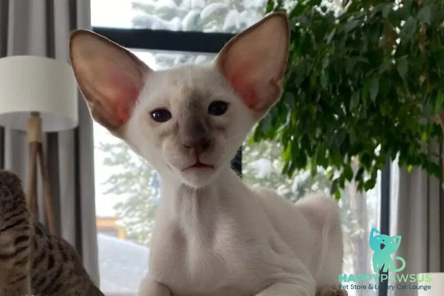 Hanter Siamese male lilac live animals