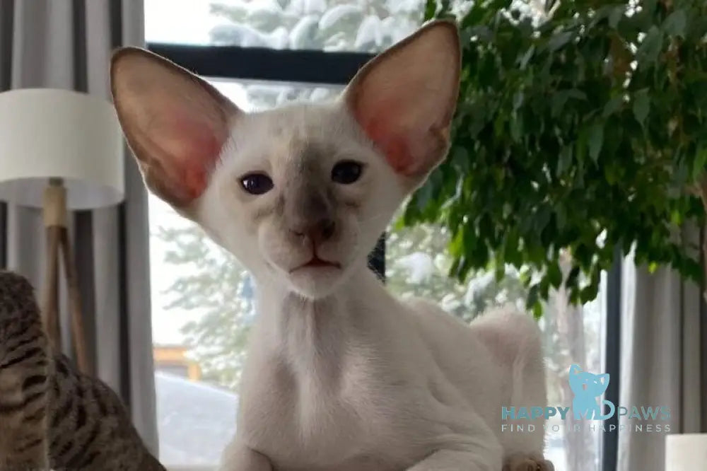 Hanter Siamese male lilac live animals