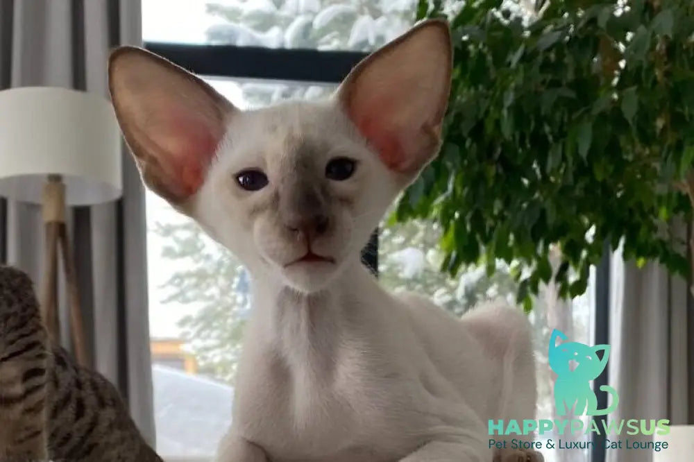 Hanter Siamese male lilac live animals