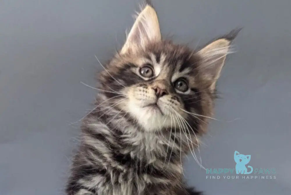 Happy Maine Coon male black tabby - live animals