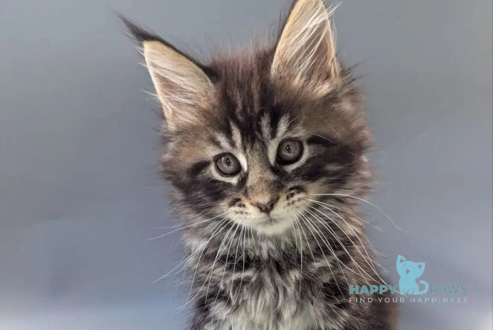 Happy Maine Coon male black tabby - live animals